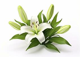 AI generated Beautiful fresh lily flower with green leaves, isolated on white background. AI Generated photo