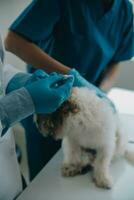 Vet examining dog and cat. Puppy and kitten at veterinarian doctor. Animal clinic. Pet check up and vaccination. Health care. photo