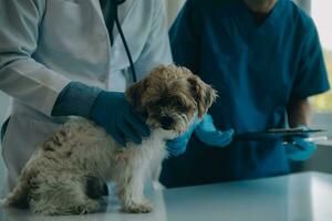 Vet examining dog and cat. Puppy and kitten at veterinarian doctor. Animal clinic. Pet check up and vaccination. Health care. photo