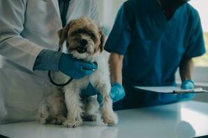 Vet examining dog and cat. Puppy and kitten at veterinarian doctor. Animal clinic. Pet check up and vaccination. Health care. photo