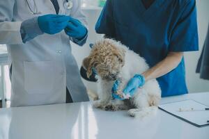 Vet examining dog and cat. Puppy and kitten at veterinarian doctor. Animal clinic. Pet check up and vaccination. Health care. photo