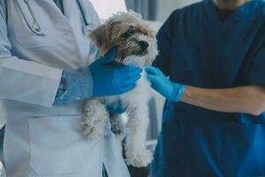 Vet examining dog and cat. Puppy and kitten at veterinarian doctor. Animal clinic. Pet check up and vaccination. Health care. photo