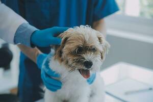 Vet examining dog and cat. Puppy and kitten at veterinarian doctor. Animal clinic. Pet check up and vaccination. Health care. photo