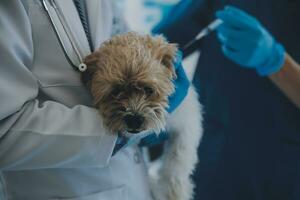 Vet examining dog and cat. Puppy and kitten at veterinarian doctor. Animal clinic. Pet check up and vaccination. Health care. photo