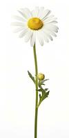 AI generated Common daisy isolated on white background. AI Generated photo