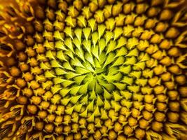 Close-up of sunflower, sunflower pollen, macro photo