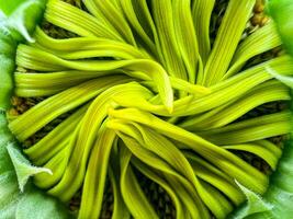 Close-up of sunflower, sunflower pollen, macro photo