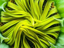 Close-up of sunflower, sunflower pollen, macro photo