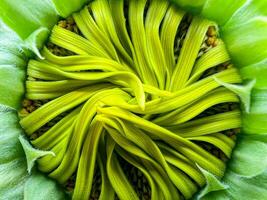 Close-up of sunflower, sunflower pollen, macro photo