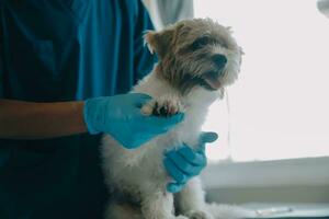 Vet examining dog and cat. Puppy and kitten at veterinarian doctor. Animal clinic. Pet check up and vaccination. Health care. photo