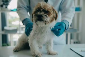 Vet examining dog and cat. Puppy and kitten at veterinarian doctor. Animal clinic. Pet check up and vaccination. Health care. photo