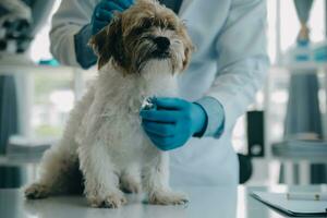 Vet examining dog and cat. Puppy and kitten at veterinarian doctor. Animal clinic. Pet check up and vaccination. Health care. photo