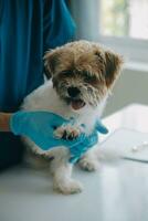 Vet examining dog and cat. Puppy and kitten at veterinarian doctor. Animal clinic. Pet check up and vaccination. Health care. photo