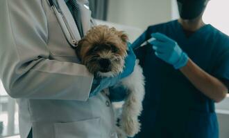 Vet examining dog and cat. Puppy and kitten at veterinarian doctor. Animal clinic. Pet check up and vaccination. Health care. photo