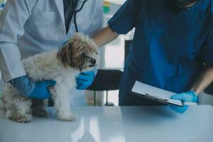 Vet examining dog and cat. Puppy and kitten at veterinarian doctor. Animal clinic. Pet check up and vaccination. Health care. photo