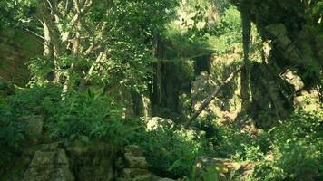 A lush green forest filled with lots of trees video