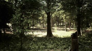 un lozano y vibrante bosque con un diverso formación de arboles y follaje video