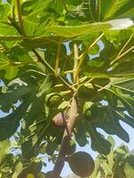 A branch of a fig tree in the sunlight photo