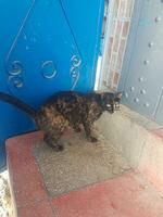 A Loyal Cat Patiently Waits for Its Owner on the Stairs photo