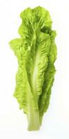 AI generated Lettuce isolated on white background. AI Generated photo