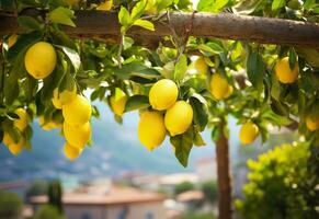 AI generated Lemons growing in a sunny garden on Amalfi coast in Italy. AI Generated photo