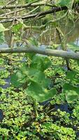 un planta creciente en el agua con hojas video