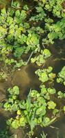 agua lirio plantas en el agua foto