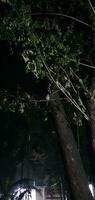 a tree with a bird sitting on it at night photo