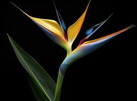 AI generated Bird of paradise flower isolated on black background. AI Generated photo