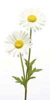 AI generated Common daisy isolated on white background. AI Generated photo