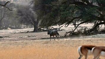 wildebeest rennen weg Bij een snel draf. video