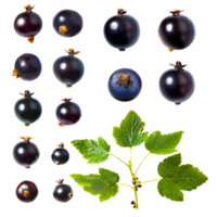 AI generated Blackcurrant sliced isolated on transparent background png