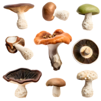 AI generated shiitake mushroom isolated on transparent background png