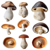 ai generado shiitake seta aislado en transparente antecedentes png