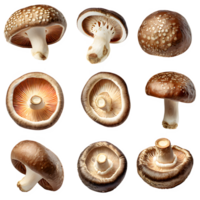 AI generated shiitake mushroom isolated on transparent background png