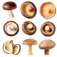 AI generated shiitake mushroom isolated on transparent background png