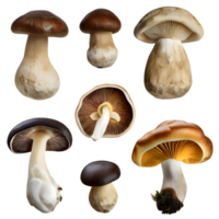 AI generated shiitake mushroom isolated on transparent background png