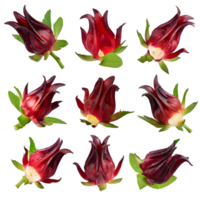 AI generated fresh roselle fruit isolated on transparent background png