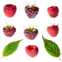 AI generated fresh raspberry isolated on transparent background png