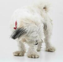 Maltese Canine Puppy Dog on White Background photo