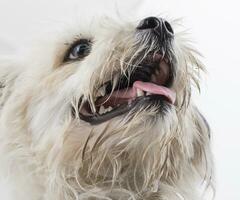 Maltese Canine Puppy Dog on White Background photo