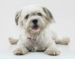 maltés canino perrito perro en blanco antecedentes foto