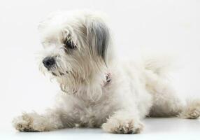 maltés canino perrito perro en blanco antecedentes foto