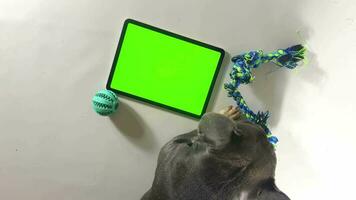 une chien près une tablette avec une vert filtrer. français bouledogue et élégant chien accessoires. chien et moniteur avec vert filtrer. moquer en haut afficher. video