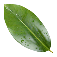 AI generated green leaf with water drops isolated on transparent background png