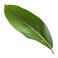 AI generated green leaf with water drops isolated on transparent background png