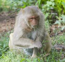 indio mono o rhesus macaco mono retrato foto
