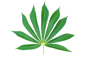 Green cassava leaves isolated on transparent background, organic cassava leaf, PNG File