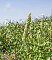 Pearl Millet Field in Rajasthan India photo