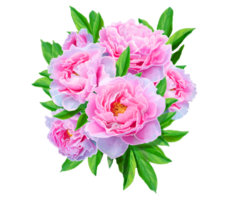 besnoeiing bloemen vaas pioen transparant achtergrond PNG vrij downloaden 4k